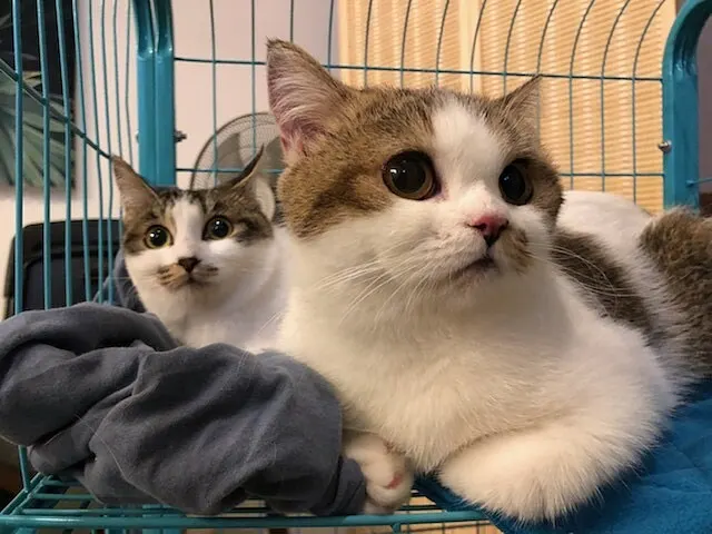 Two white and tabby cats lying together on a blue blanket